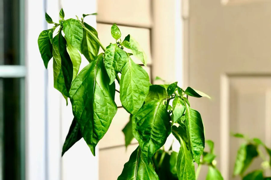 Pepper plants in extreme temperatures
