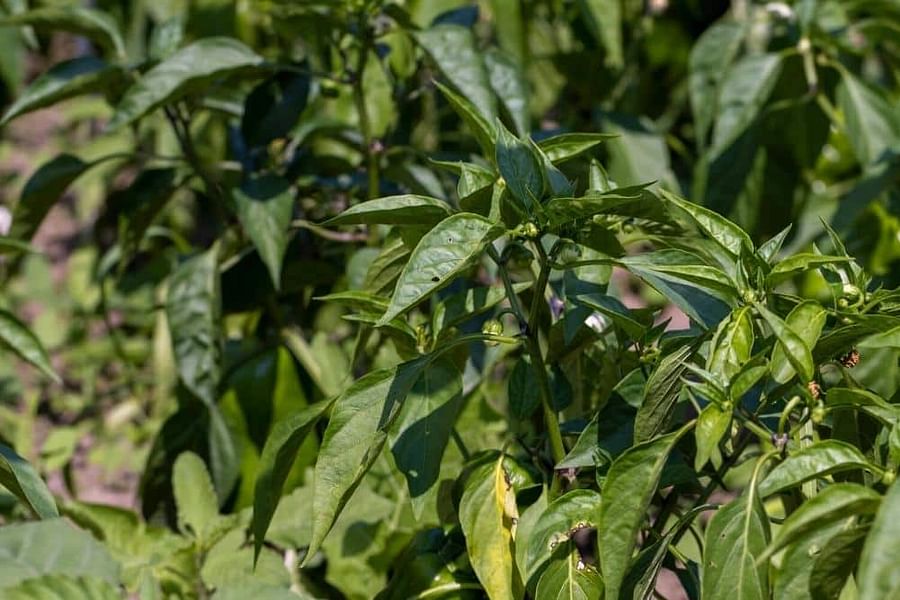 Pepper plants in insufficient sunlight