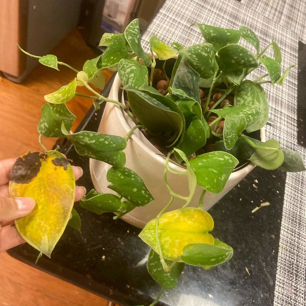 Wilted plant suffering from overwatering