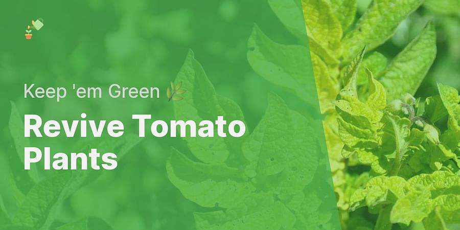 Yellowing Tomato Plants: Causes, Solutions, and Prevention Tips