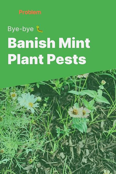 How Can I Get Rid Of Pests On My Mint Plant