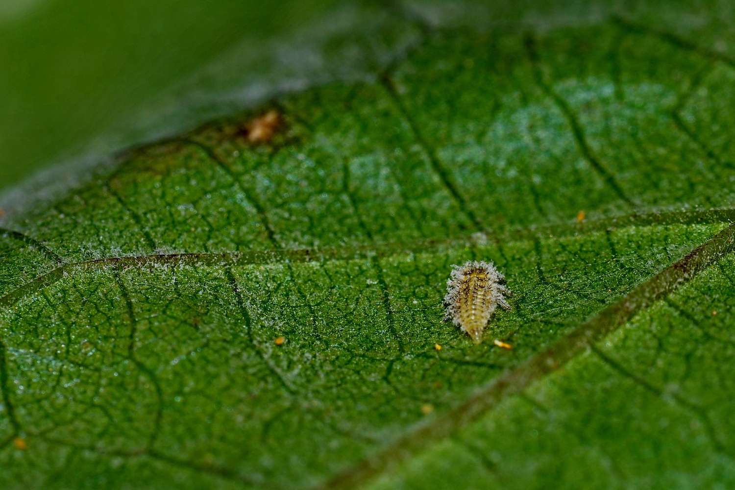 Close-up view of common garden pests like aphids, caterpillars, and slugs, and diseases like powdery mildew and blight