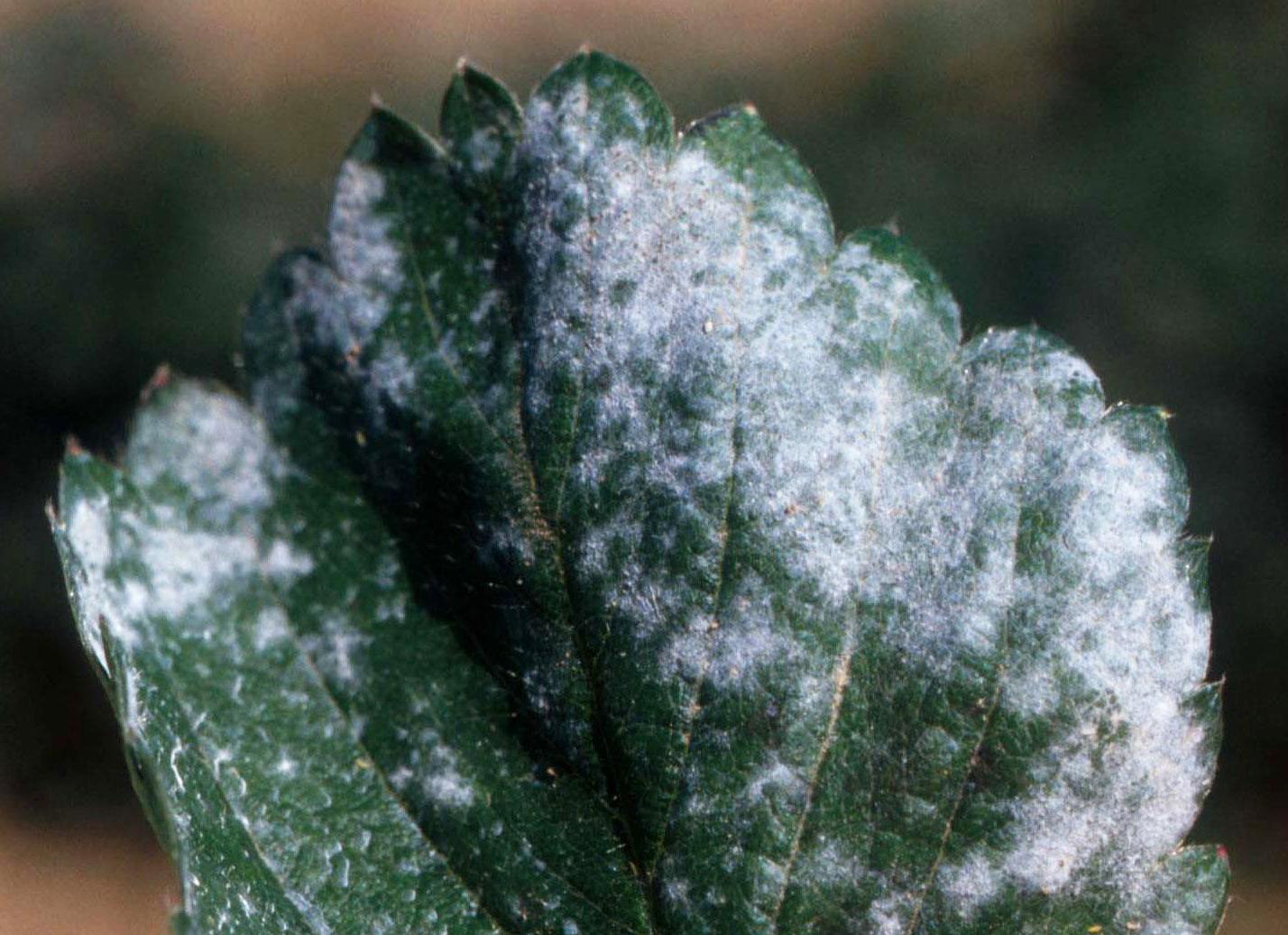 Close-up image of a plant leaf infected with powdery mildew
