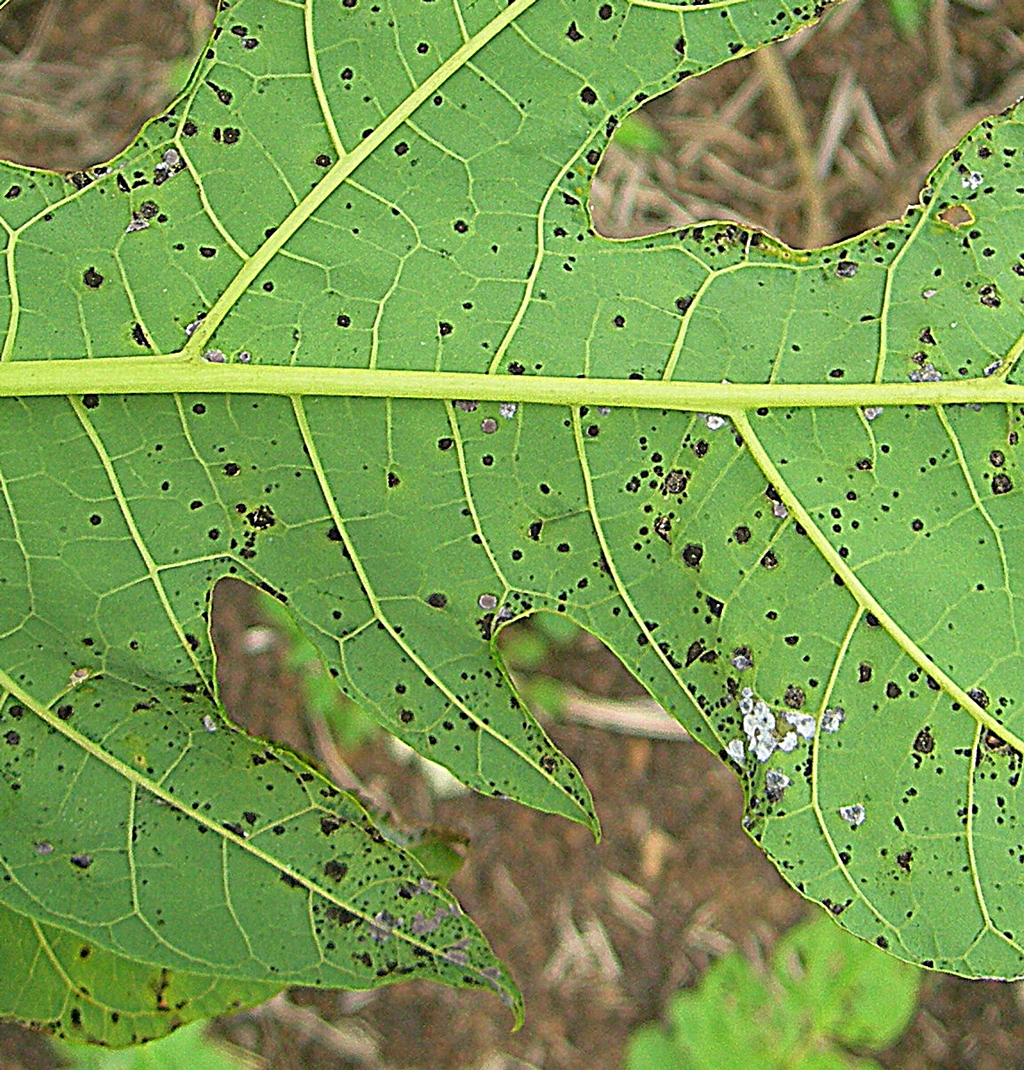 Close-up view of a plant leaf infected with black spot disease