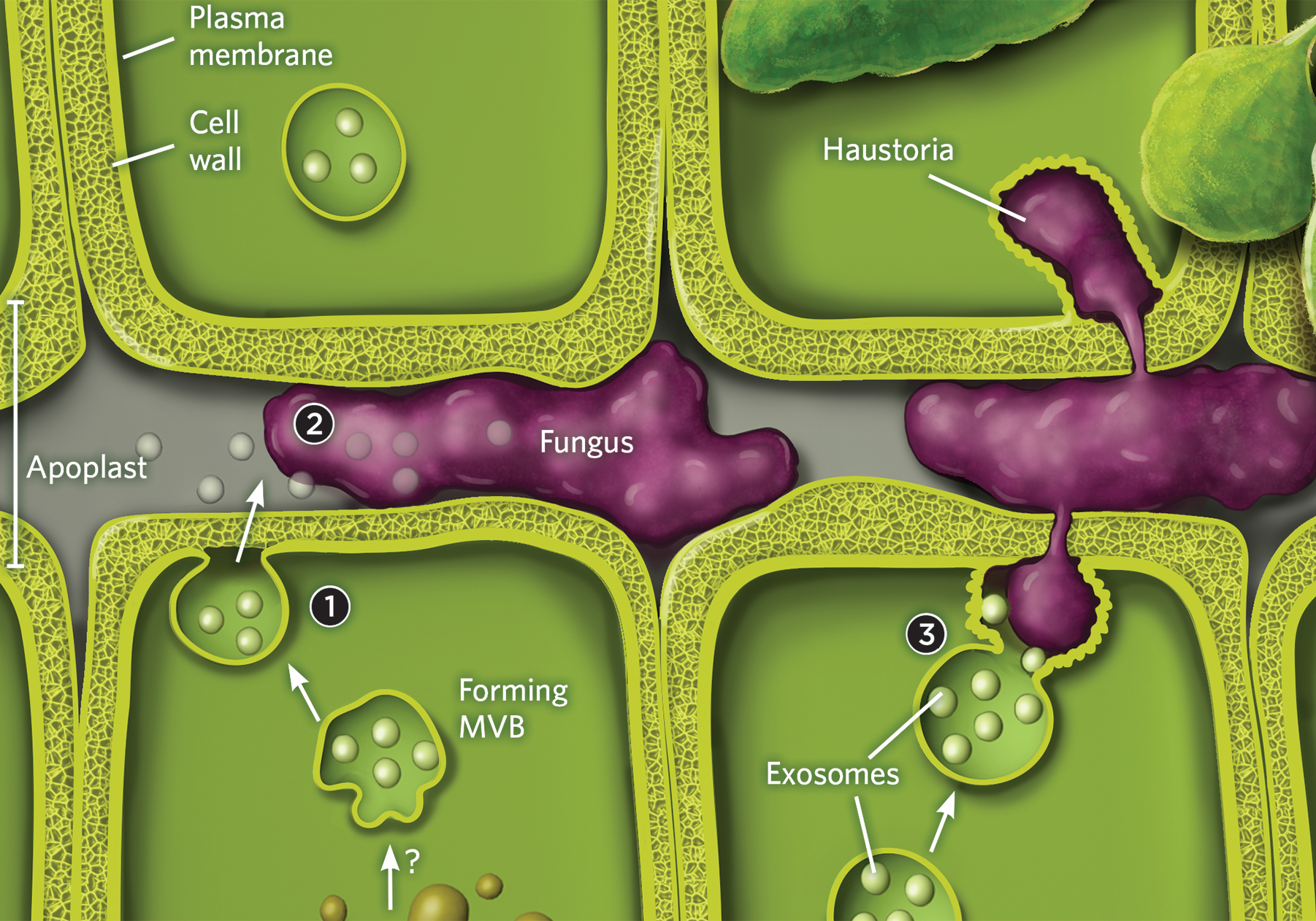 Illustration of a virus penetrating a plant cell