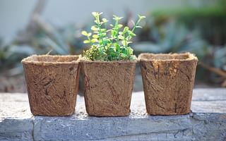 Why is soil important for plant growth?